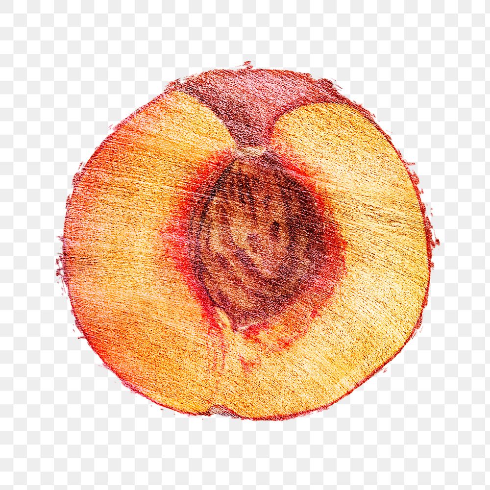 Hand drawn half of peach fruit design element