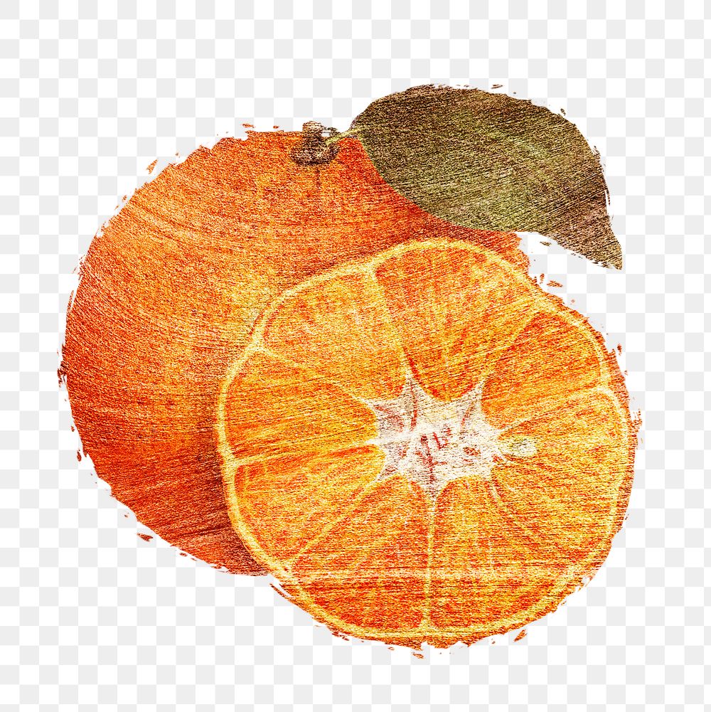 Hand drawn tangerine orange fruit brushstroke style design element