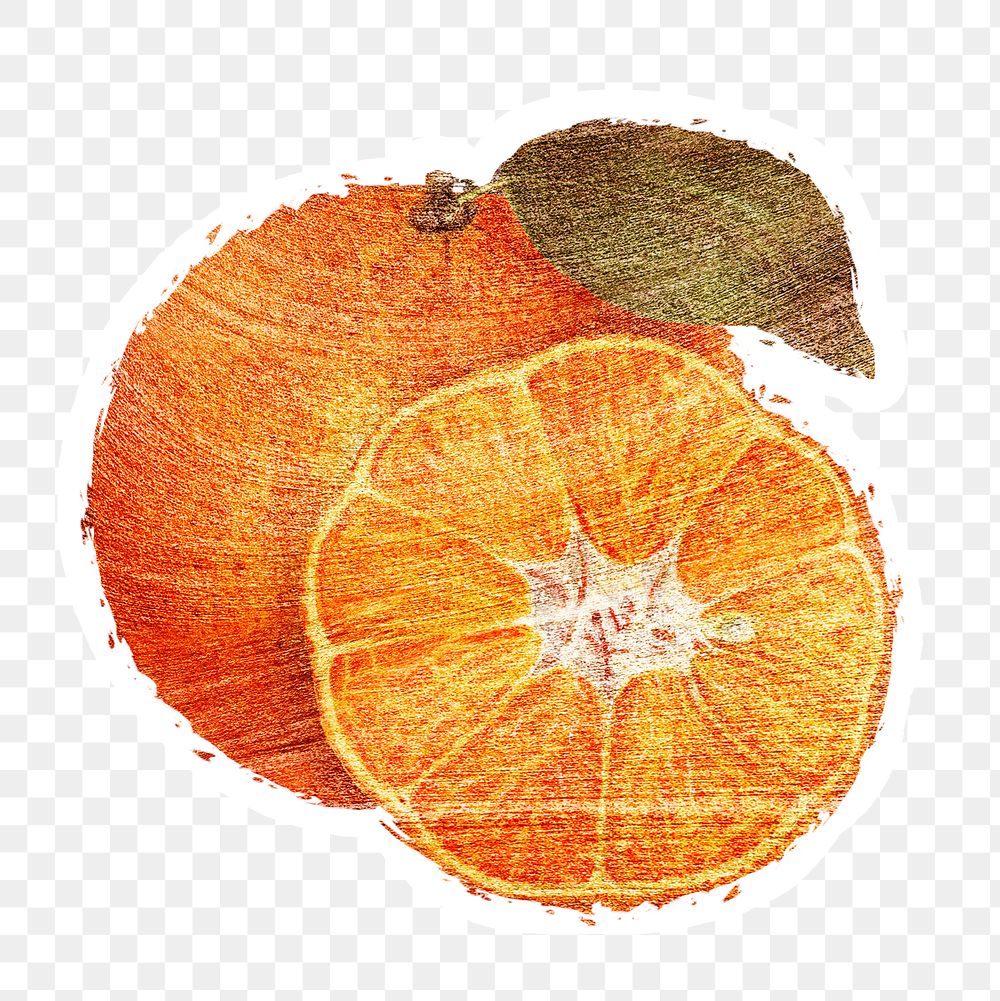 Hand drawn tangerine orange fruit brushstroke style sticker with a white border