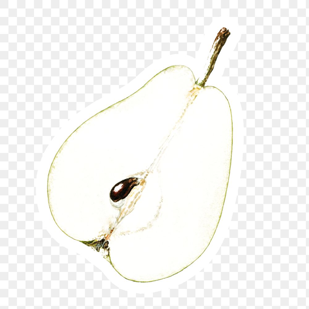 Hand colored pear fruit sticker with a white border