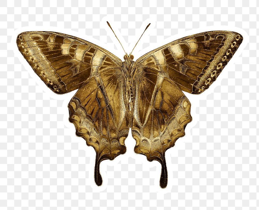 Gold butterfly sticker design element Premium PNG Sticker rawpixel