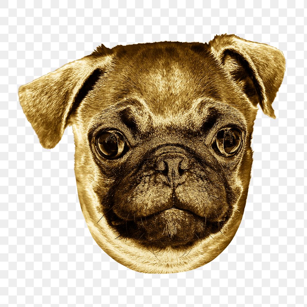 Gold pug puppy sticker design element