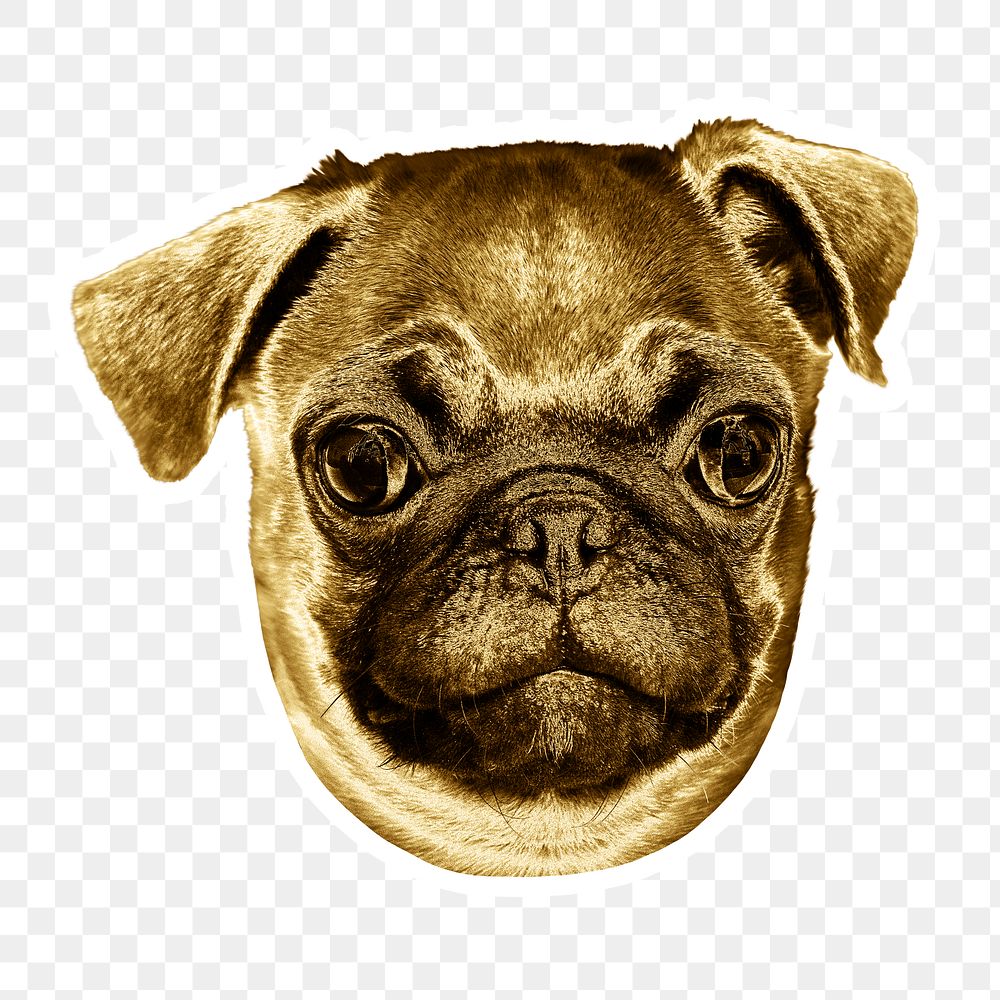 Gold pug puppy sticker with a white border
