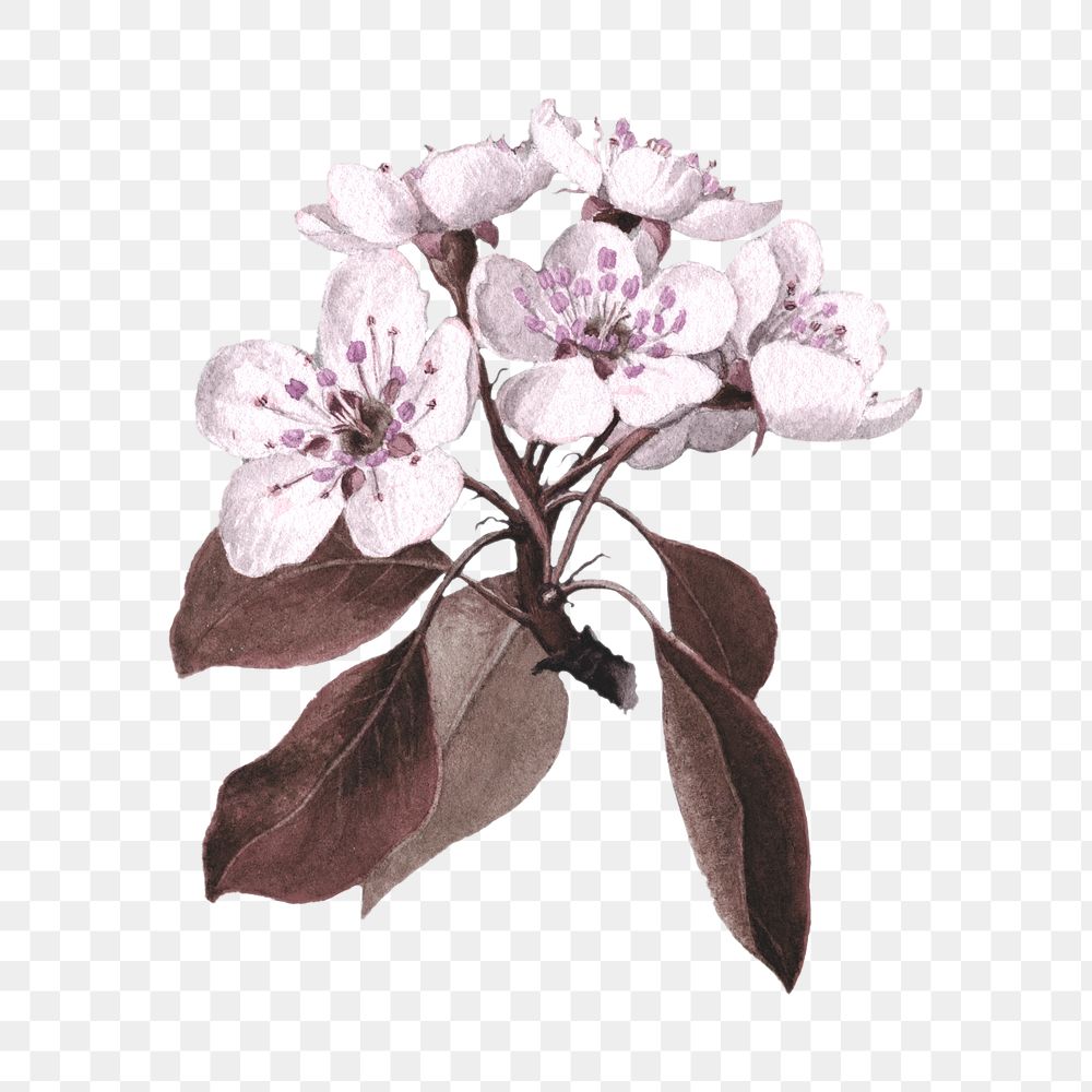 Hand drawn pear flower design element