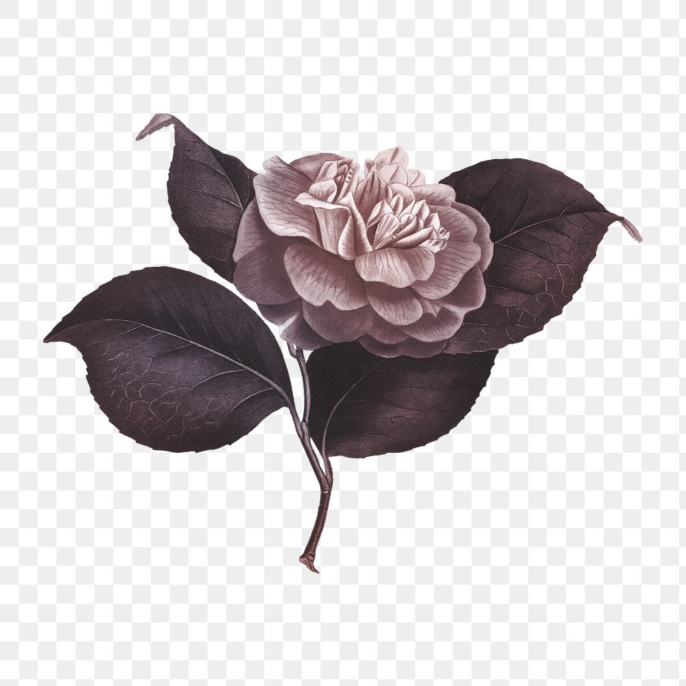 Hand drawn camellia flower design element
