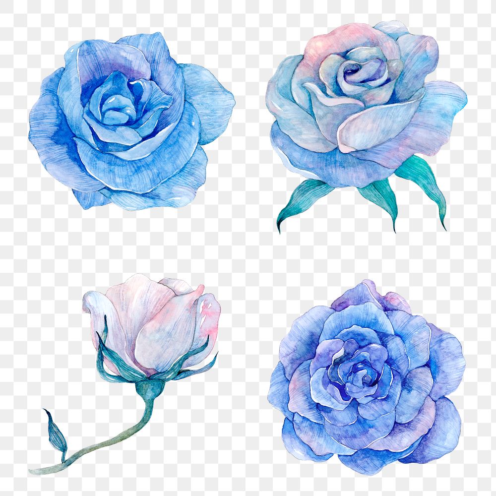 Blue watercolor rose png illustrations set