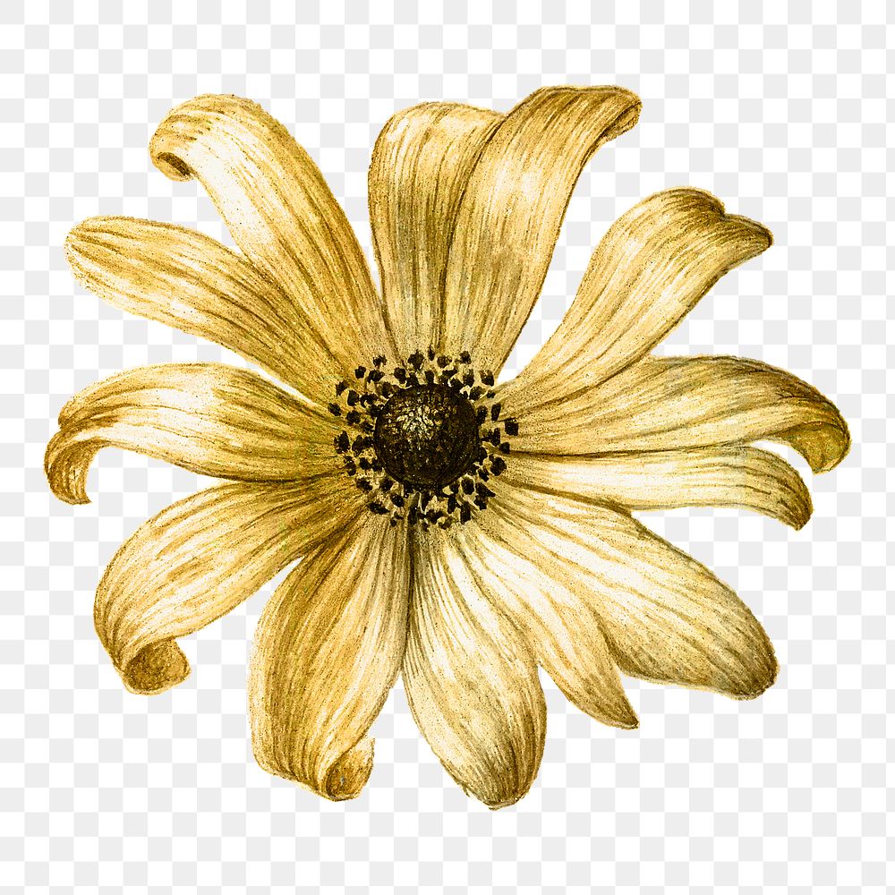 Gold metallic png sunflower vintage illustration sticker