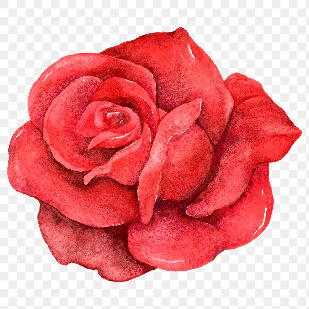 Png Red Rose Watercolor Clipart | Free Png Sticker - Rawpixel