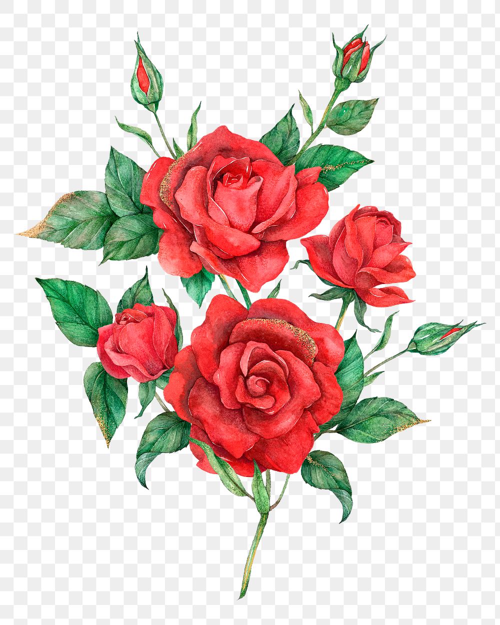 Hand drawn png red rose flower