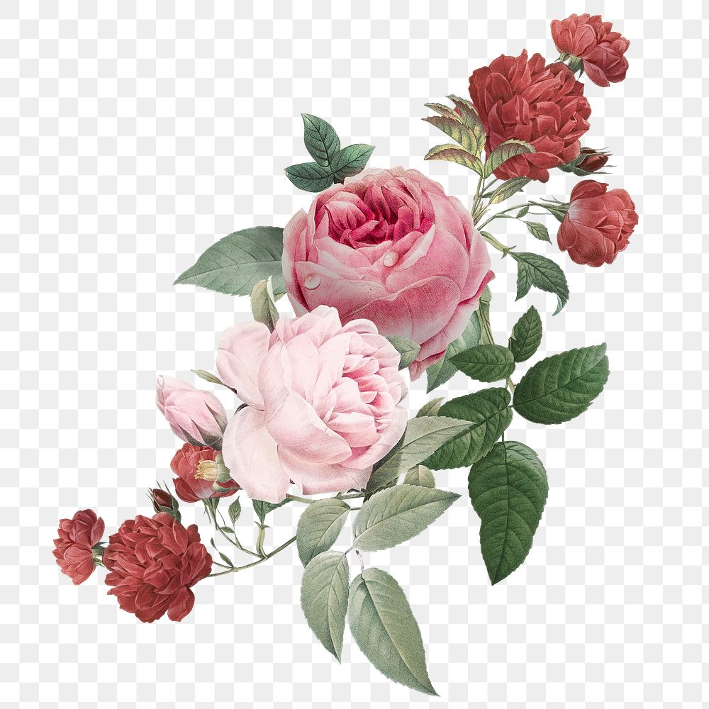 Elegant png pink roses flowers Premium PNG Sticker rawpixel