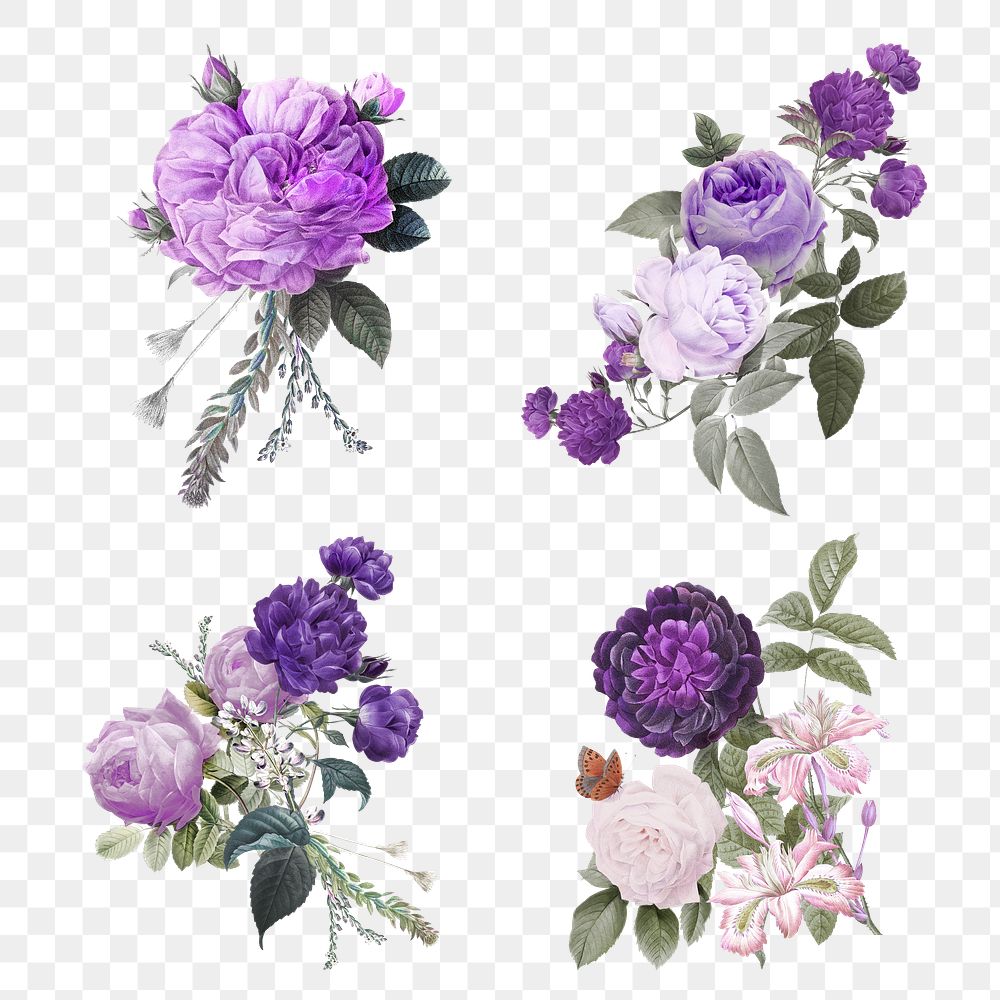 Elegant purple garden roses png hand drawn illustration set