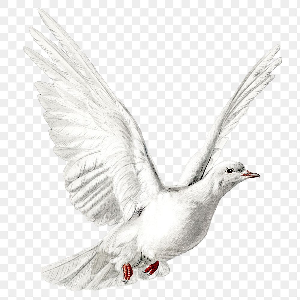 PNG hand drawn flying dove vintage illustration
