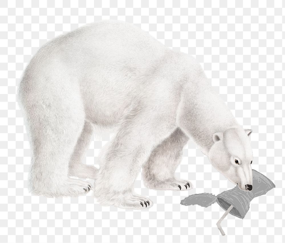 Png endangered starving polar bear eating trash to survive in global warming