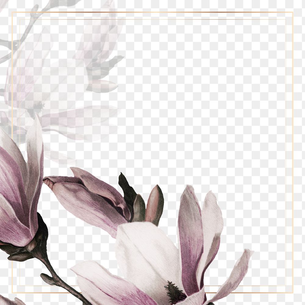 Png gold frame with magnolia border… | Free stock illustration | High ...