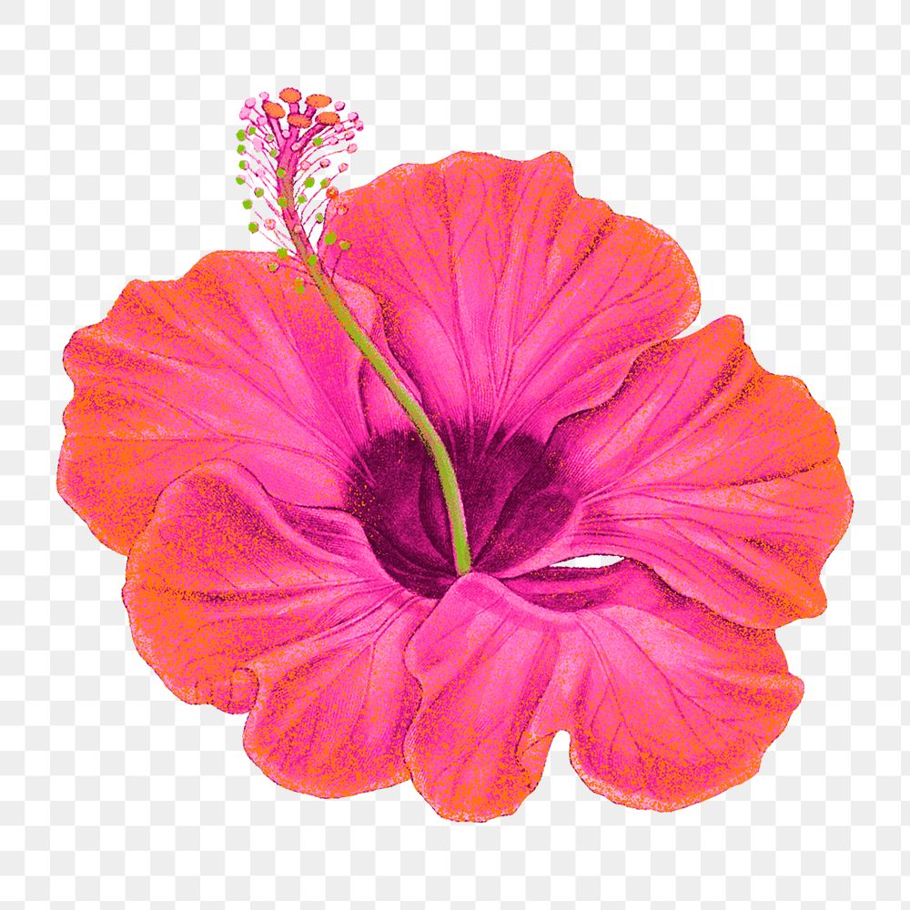 Pink hibiscus flower png sticker illustration in hand drawn style