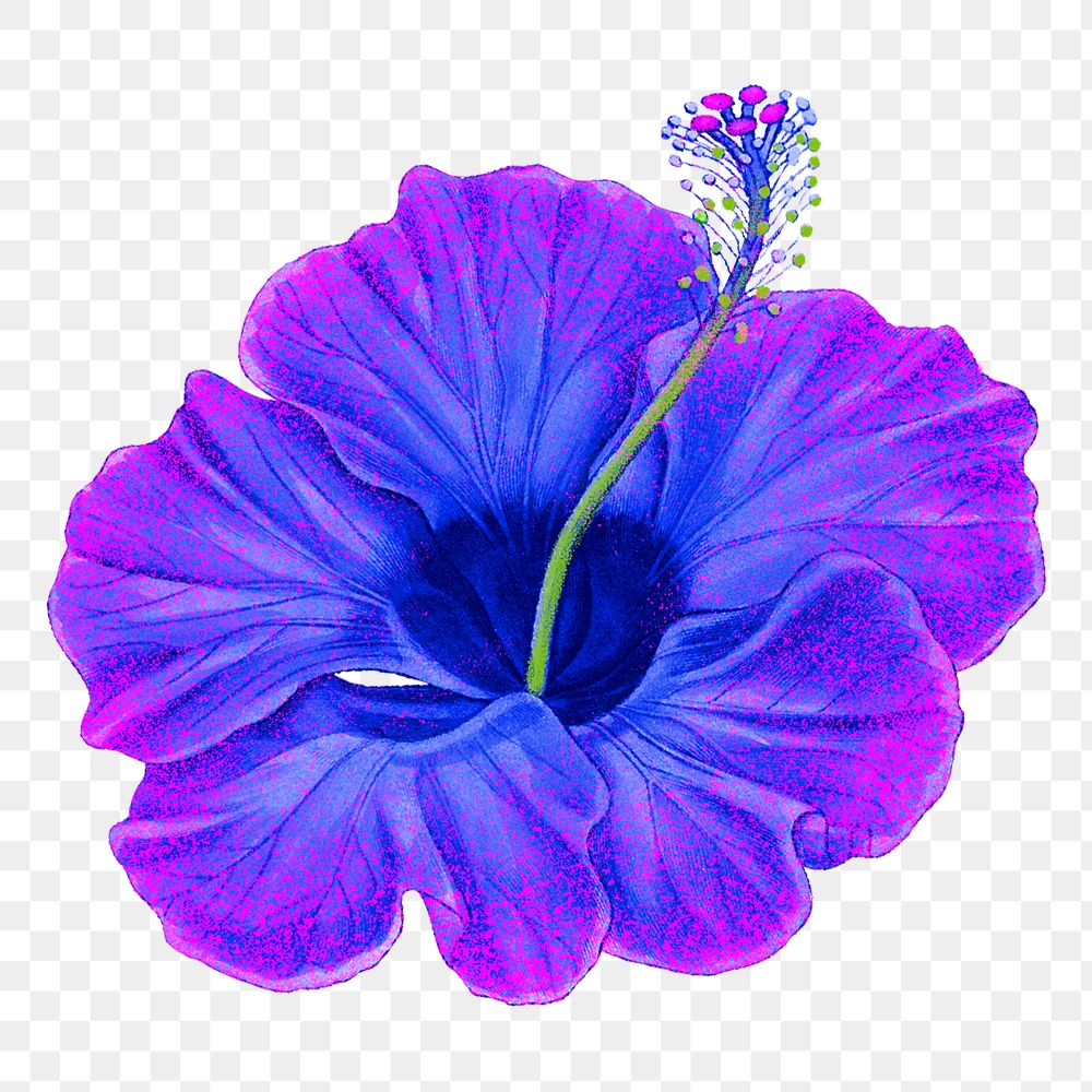 Purple hibiscus flower png sticker illustration in hand drawn style