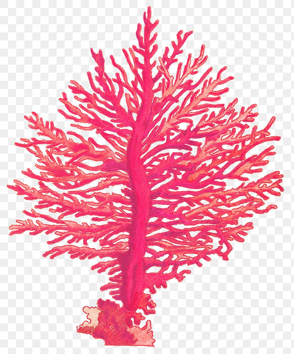 Vintage pink gorgonian coral png | Premium PNG Sticker - rawpixel