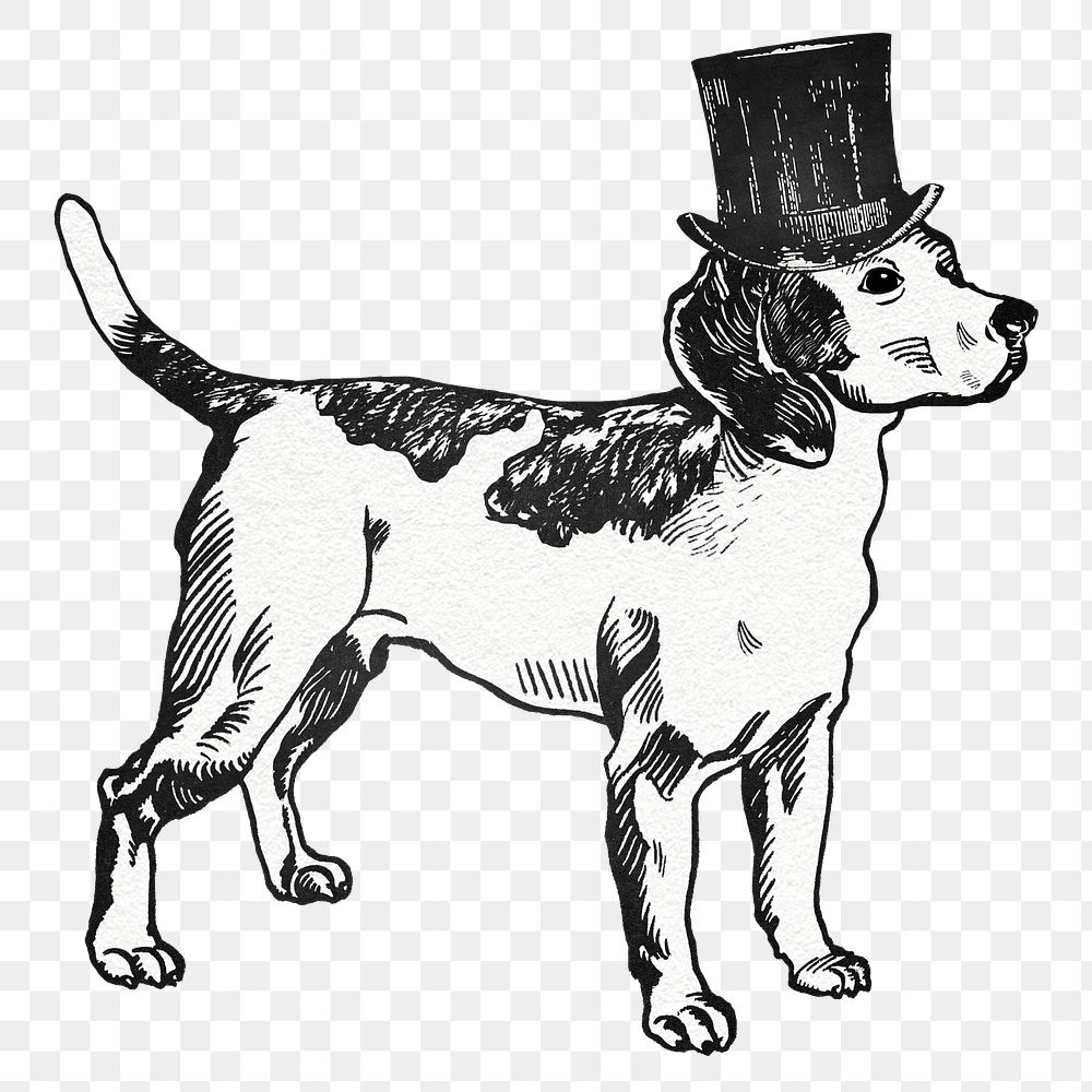 Beagle png dog sticker in vintage top hat