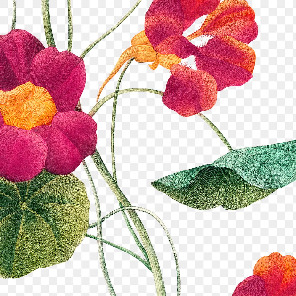 Png monk's cress flower sticker illustration, remixed from public domain artworks