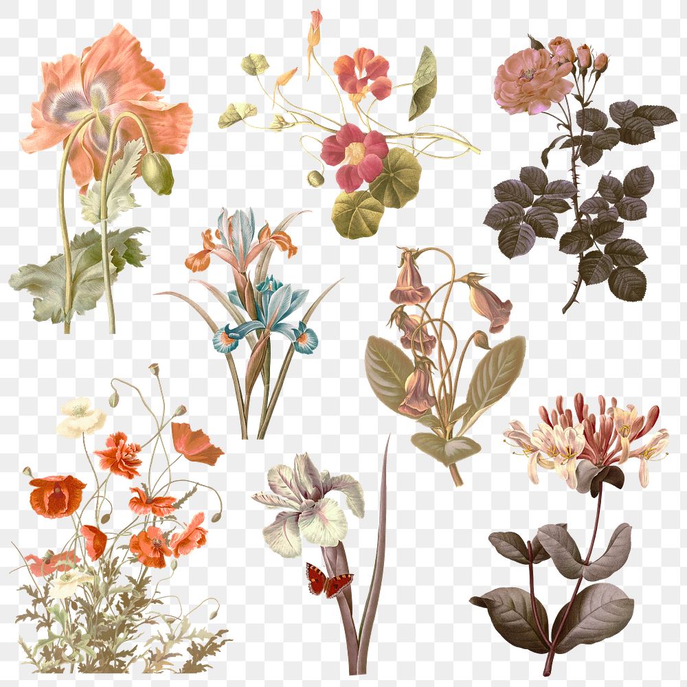 Colorful flower png sticker illustration set, remixed from public domain artworks