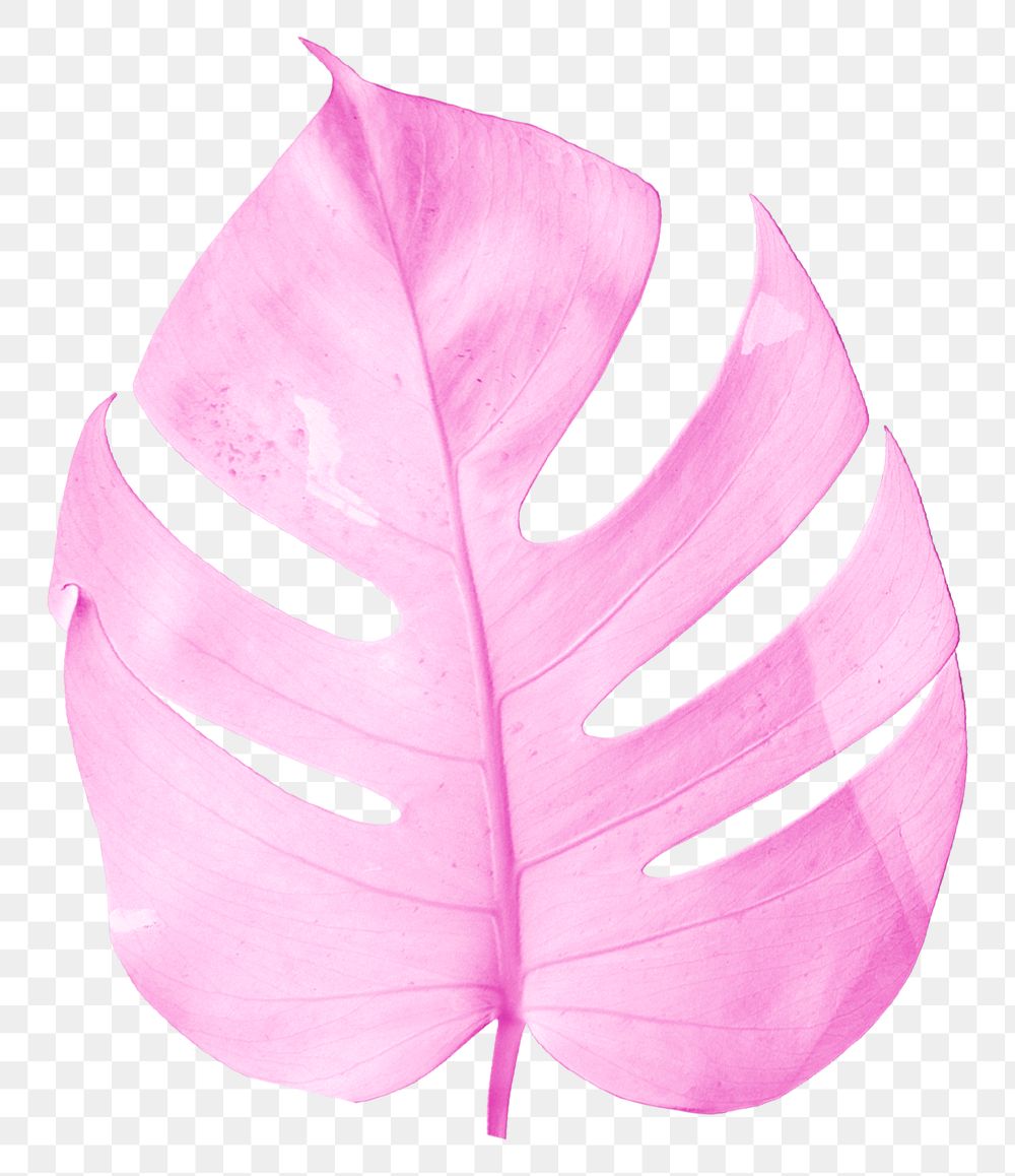 Pink monstera leaf png sticker Free PNG Sticker rawpixel
