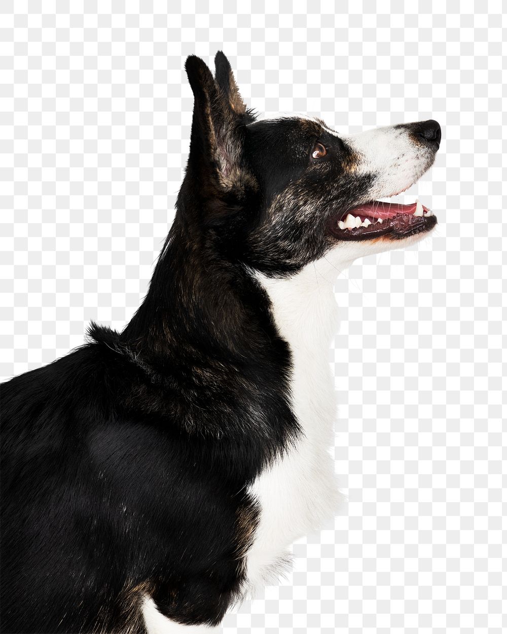 Png dog sticker, Cardigan Welsh Corgi collage element on transparent background