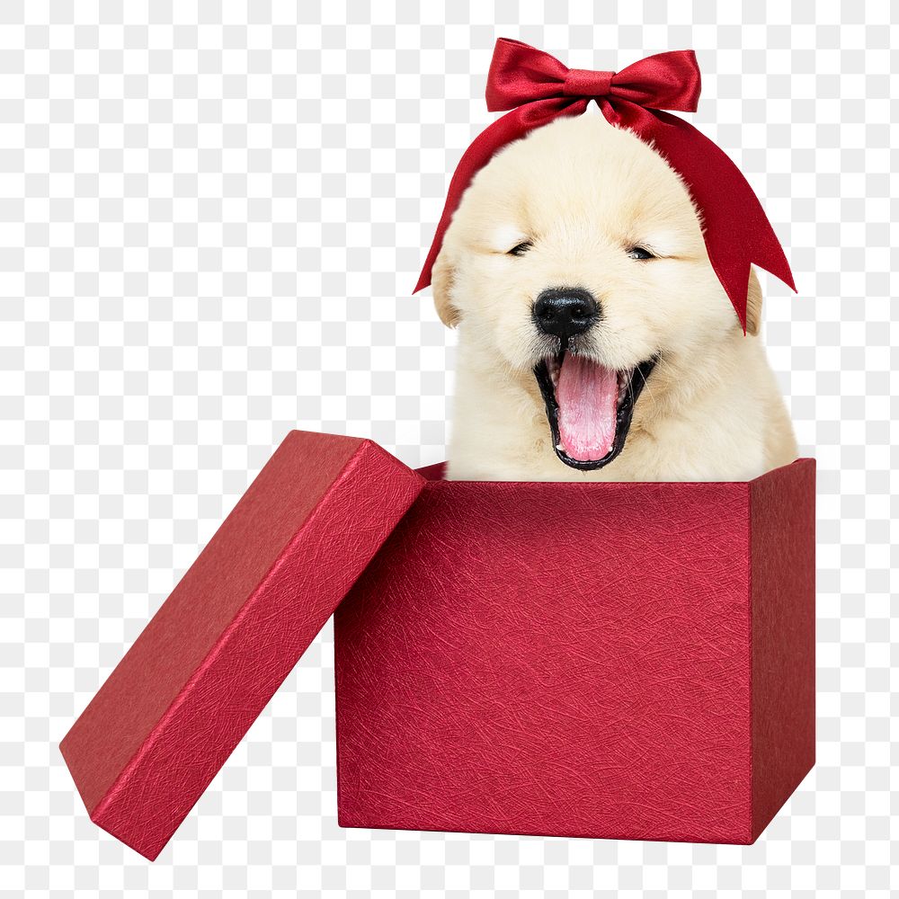 Christmas puppy png sticker, Golden Retriever pet on transparent background