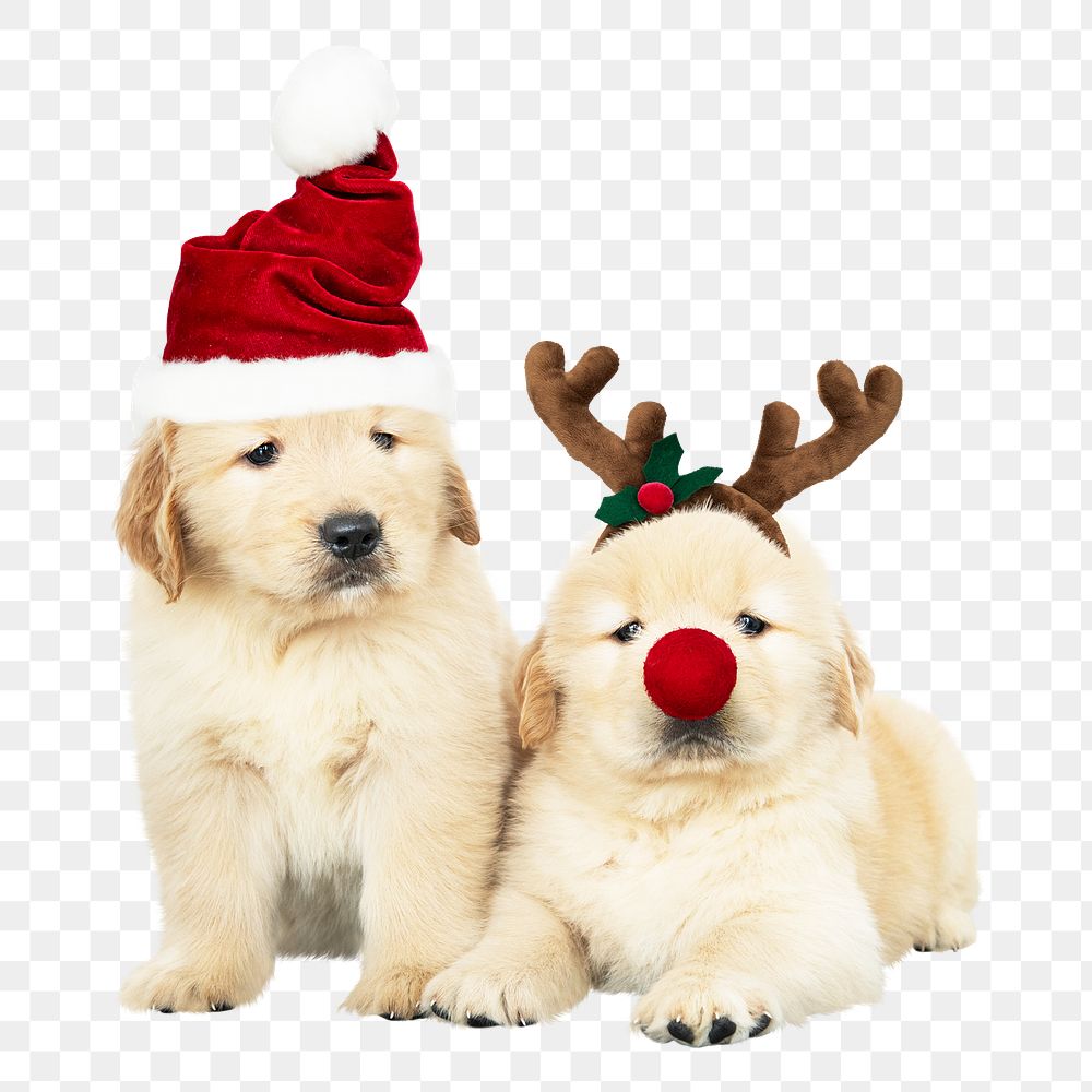 Christmas puppies png sticker, cute Golden Retrievers on transparent background