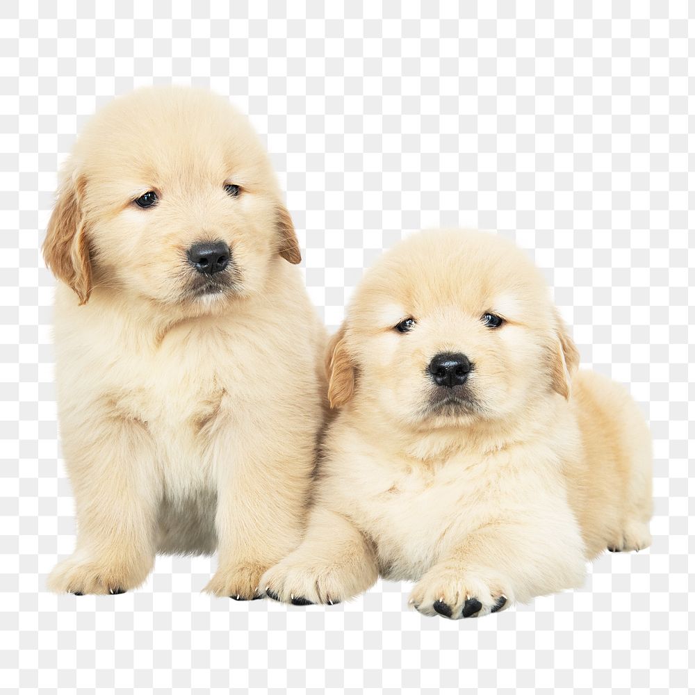 Puppies png sticker, cute Golden Retrievers on transparent background