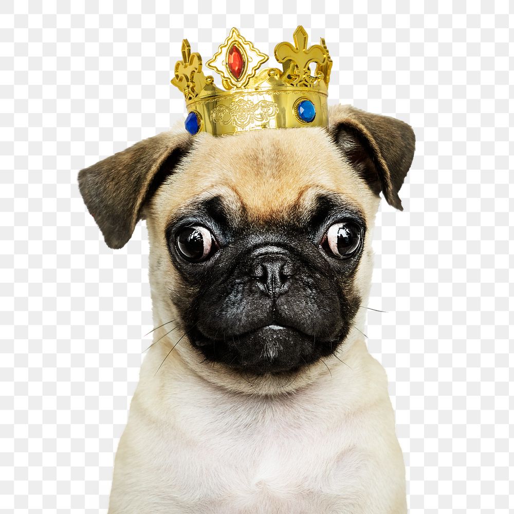 Royal puppy png sticker, pug pet on transparent background