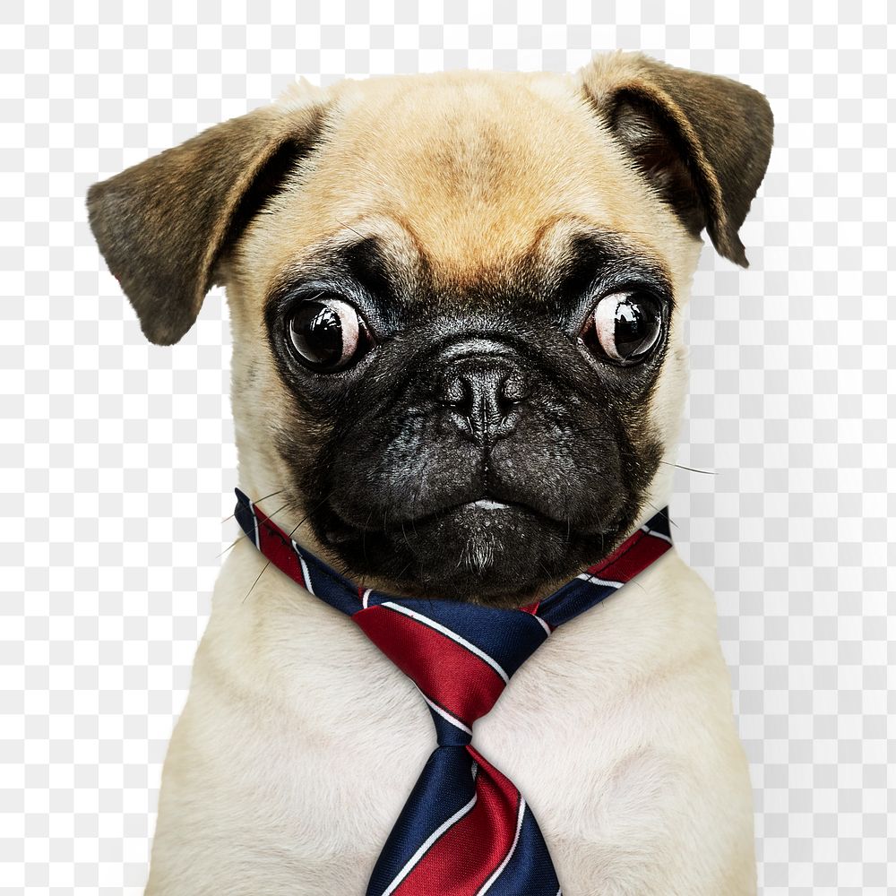 Business puppy png sticker, pug pet on transparent background