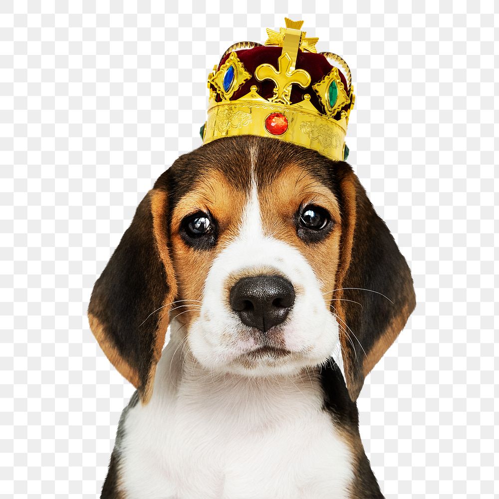 Puppy png, wearing crown sticker, cute collage element on transparent background