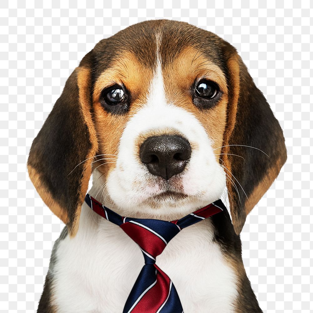 Puppy png, wearing tie sticker, cute collage element on transparent background