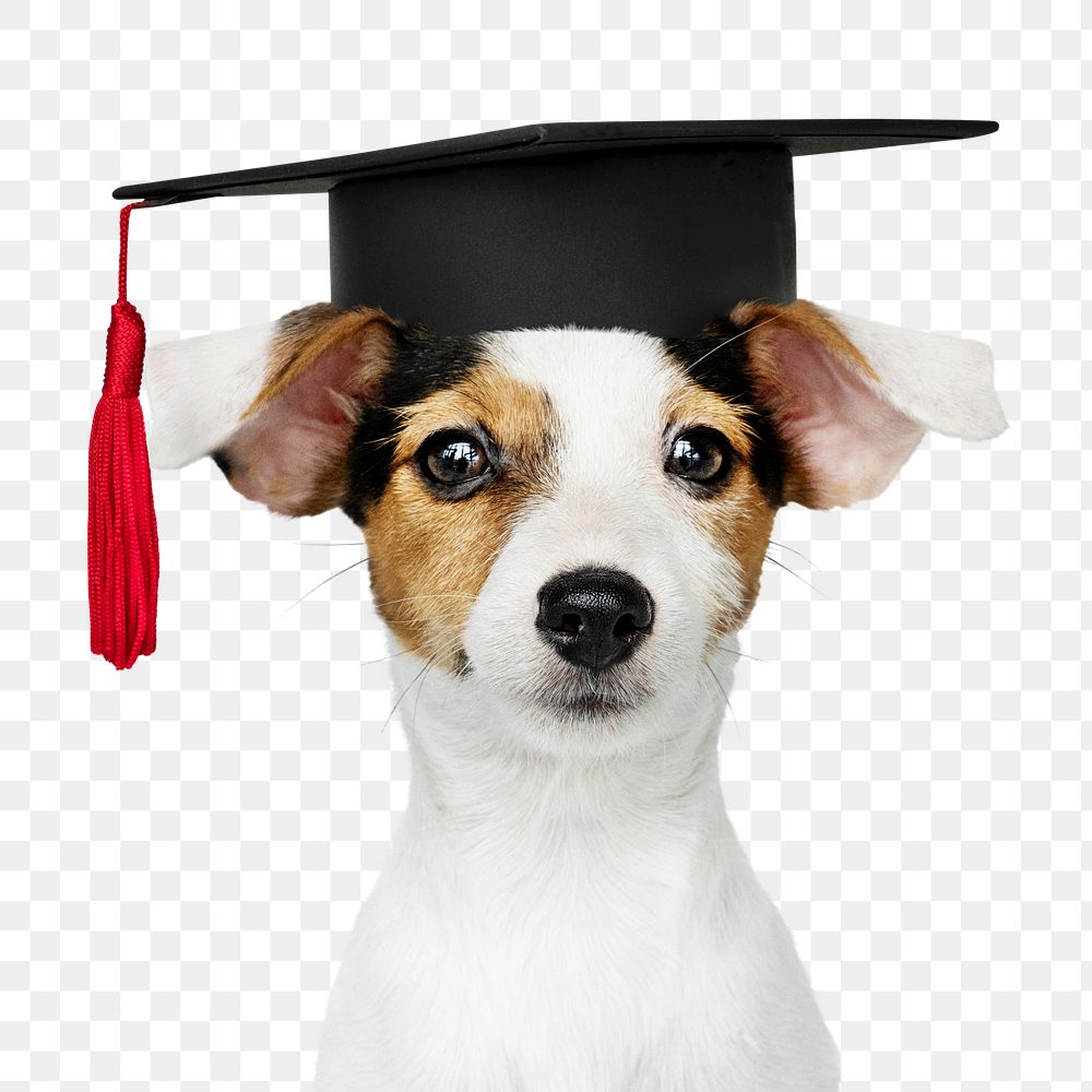 Graduation puppy png sticker, cute Jack Russell Terrier on transparent background