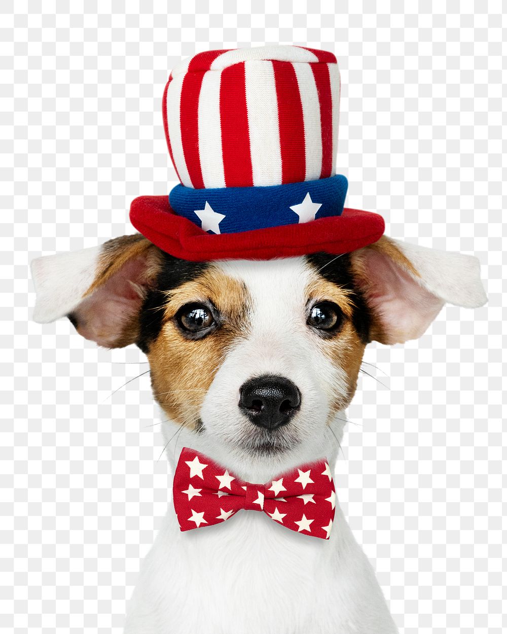 Uncle Sam png puppy sticker, Jack Russell Terrier on transparent background
