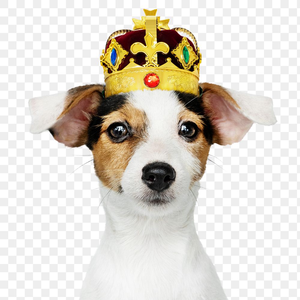 Royal puppy png sticker, Jack Russell Terrier on transparent background