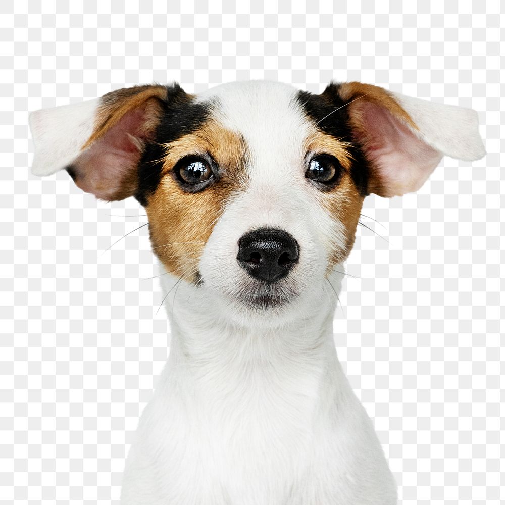 Puppy png sticker, cute Jack Russell Terrier on transparent background