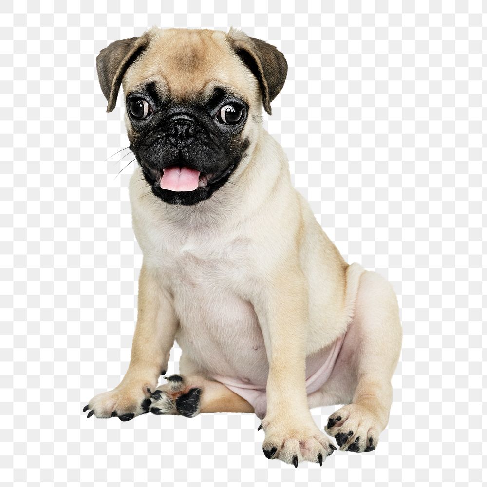 Pug puppy png sticker, cute animal on transparent background