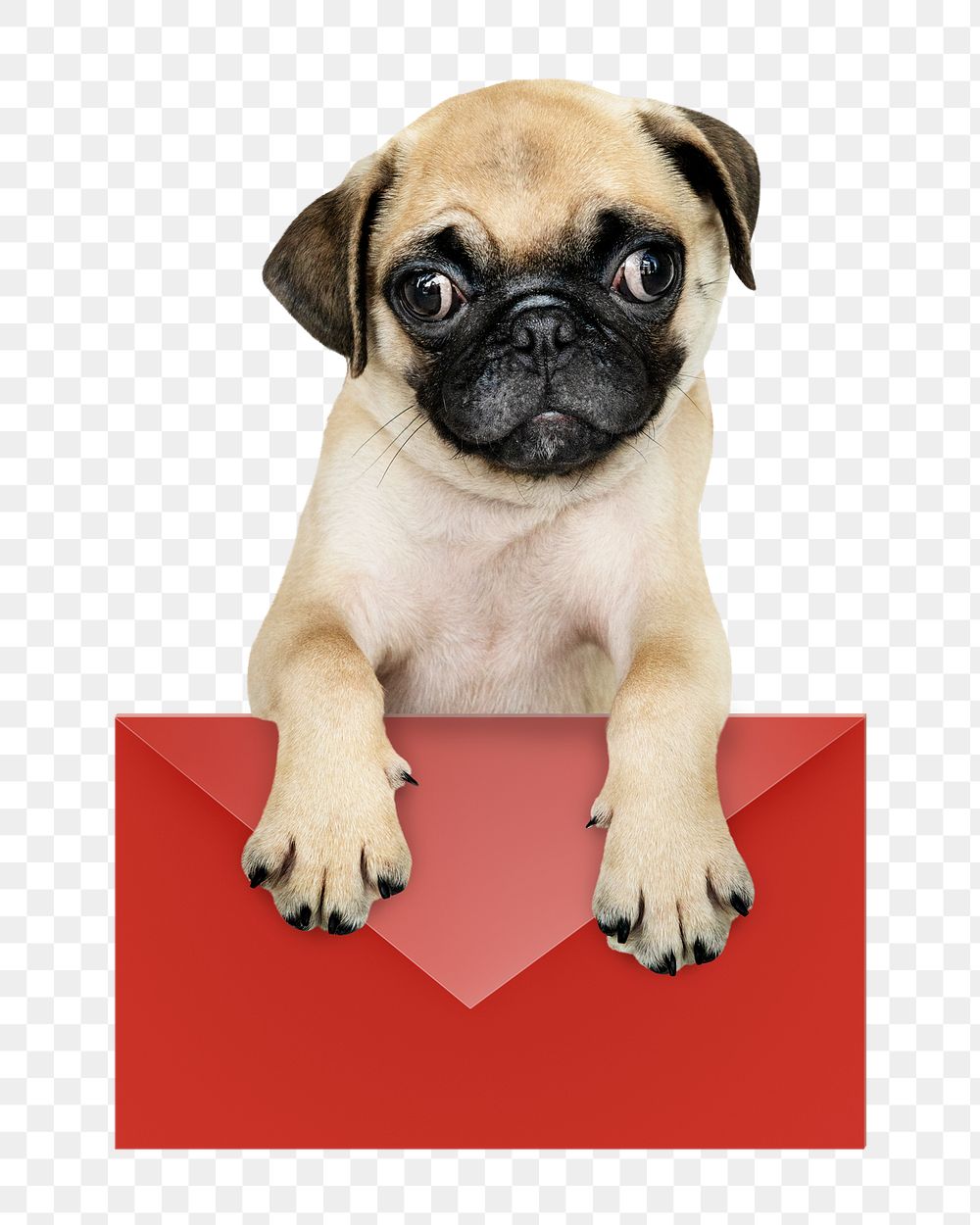 Png puppy sticker, Pug on envelope collage element, transparent background