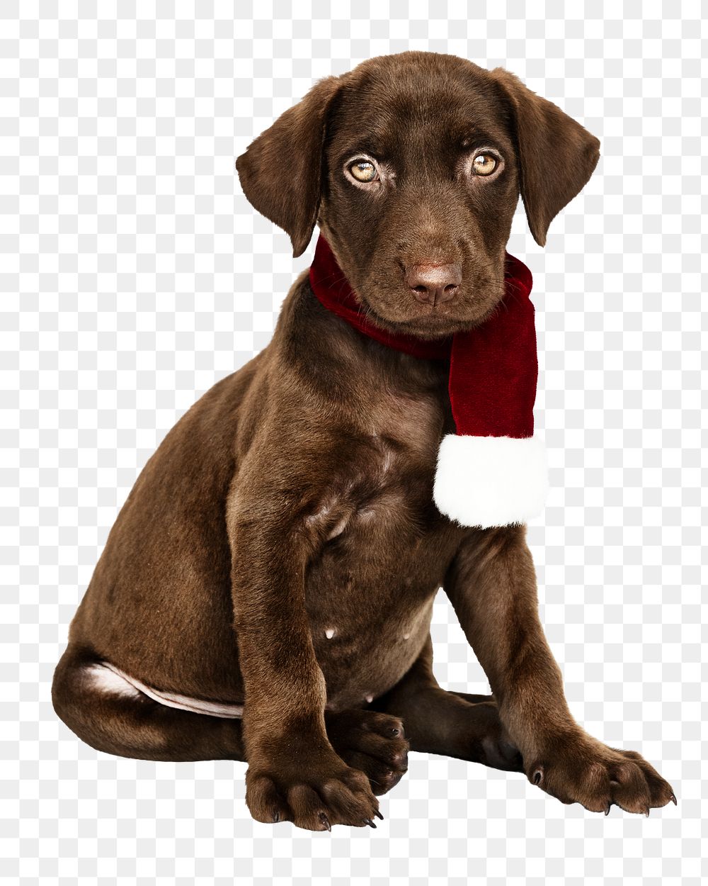 Christmas png puppy sticker, Labrador Retriever collage element on transparent background