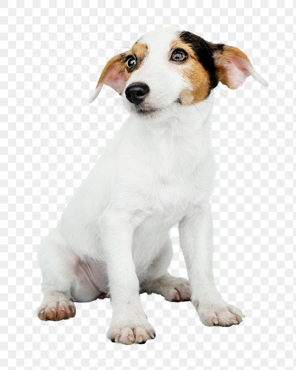 Puppy png sticker, Jack Russell Terrier on transparent background