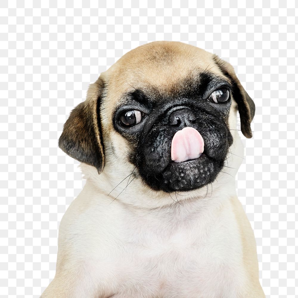 Png puppy sticker, Pug collage element on transparent background