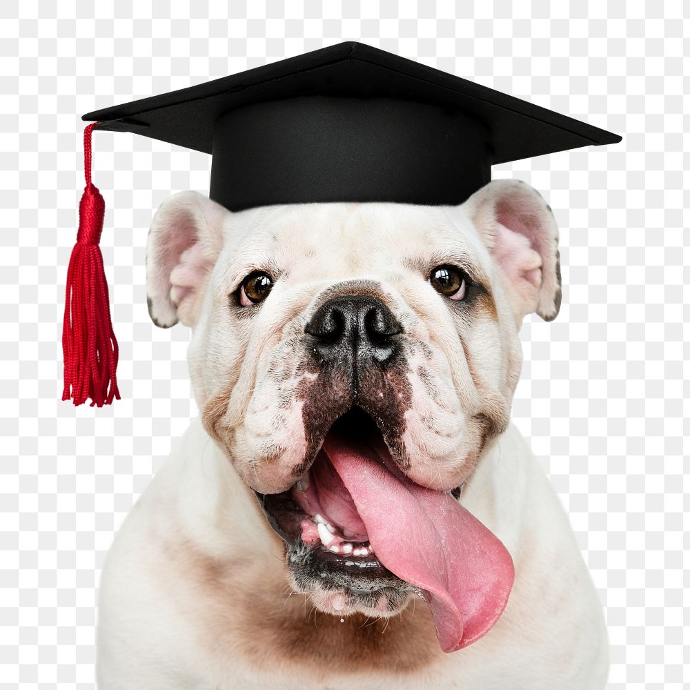 Graduation dog png sticker, White English Bulldog pet on transparent background