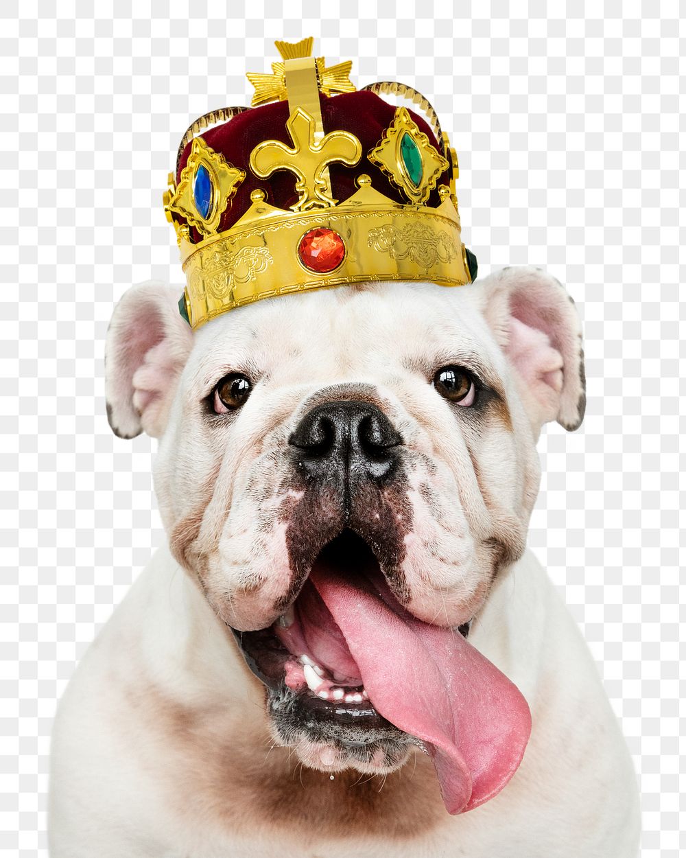 Royal dog png sticker, White English Bulldog pet on transparent background