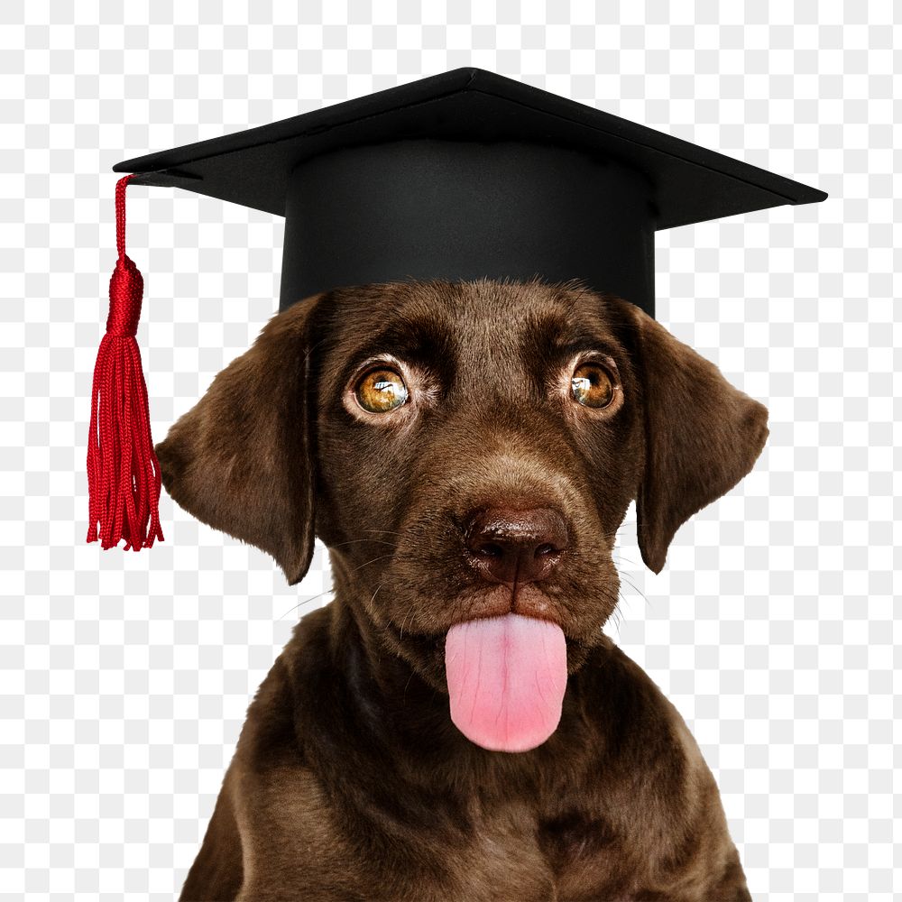 Graduation puppy png sticker, Labrador Retriever pet on transparent background