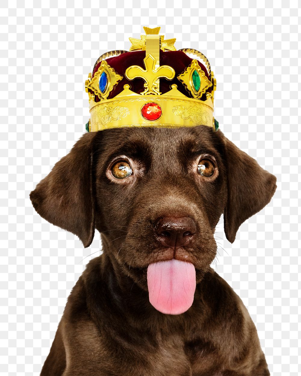 Royal puppy png sticker, Labrador Retriever pet on transparent background