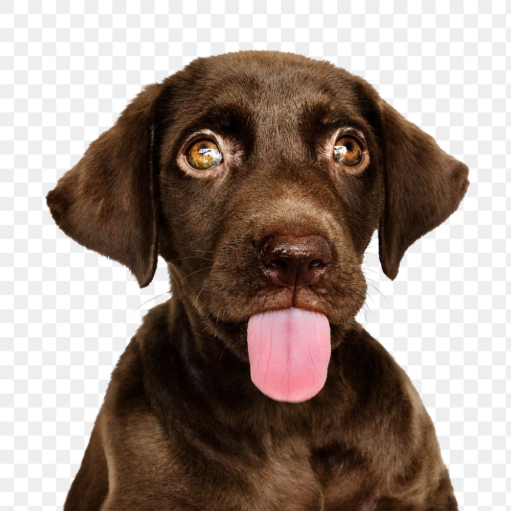 Puppy png sticker, Labrador Retriever pet on transparent background