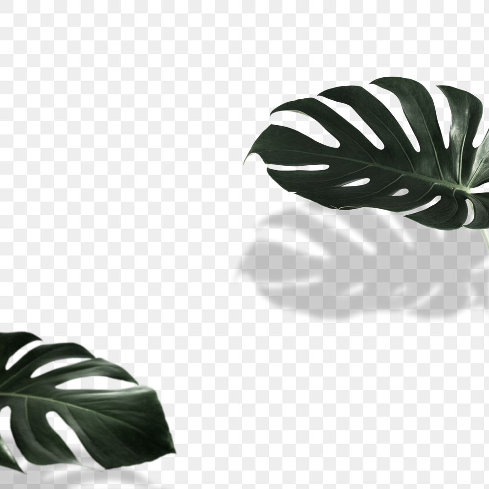 PNG Monstera deliciosa leaves background