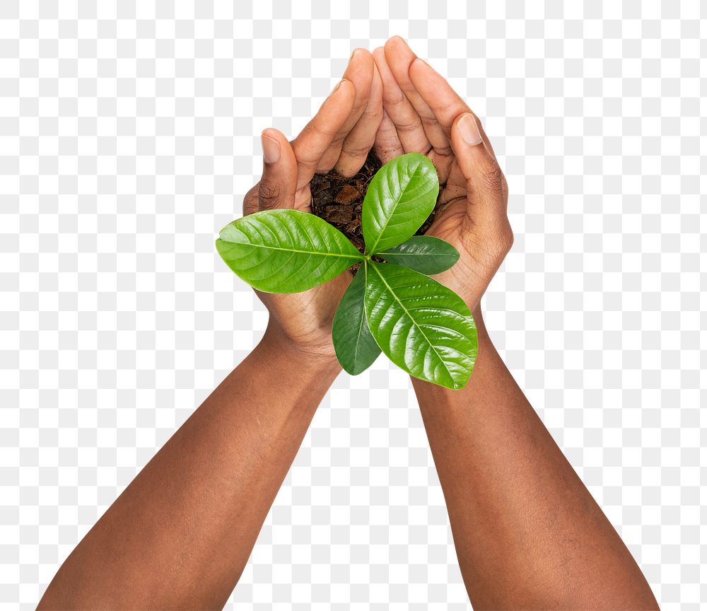 Png Hands cupping plant mockup  save the environment campaign