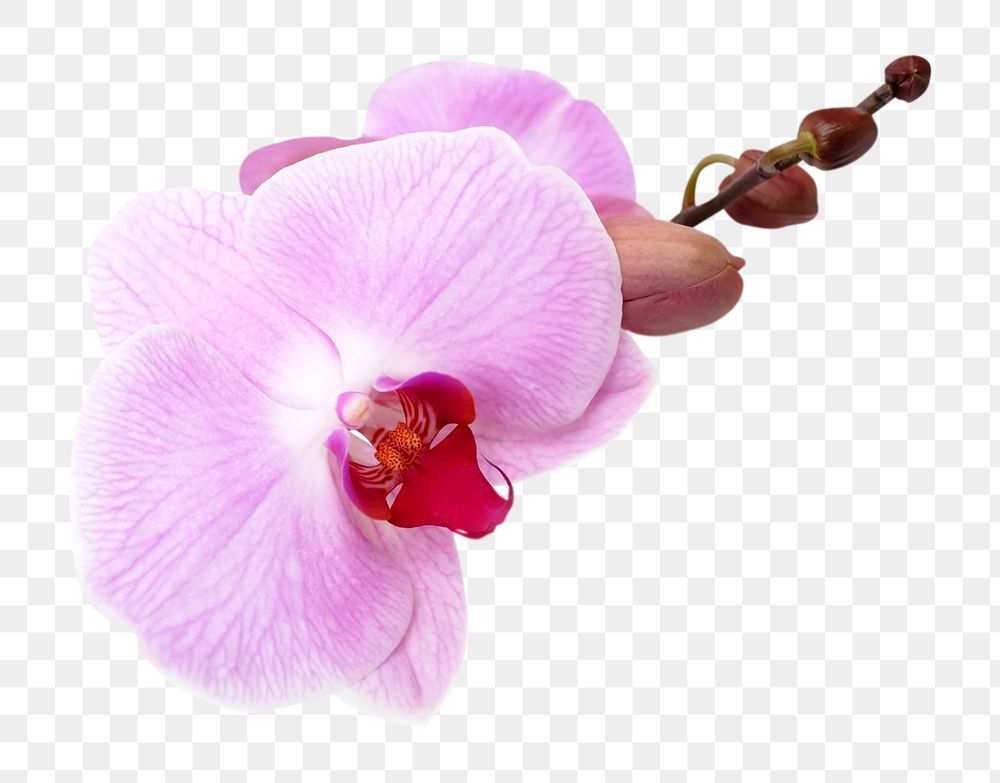 Pink orchid png, doritaenopsis flower clipart, transparent background